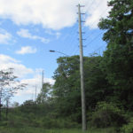 Distribution line pole