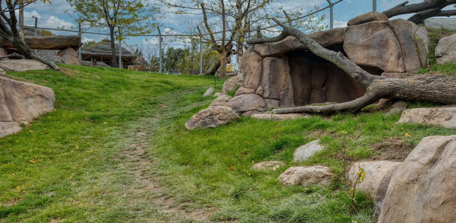 enclos des lions du Zoo de Granby rénové par CIMA+