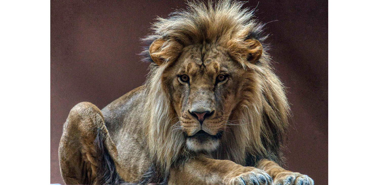 lion dans son enclos au zoo de Granby