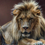 lion dans son enclos au zoo de Granby