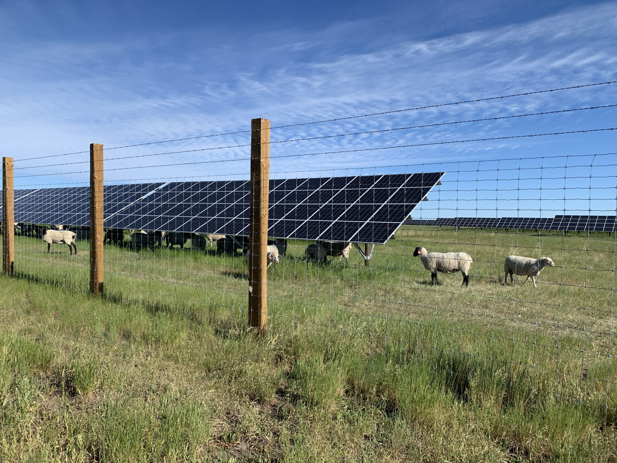 solar panels at the Claresholm Solar Park in Alberta