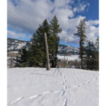 Projet - Trans Mountain - Poteaux hiver