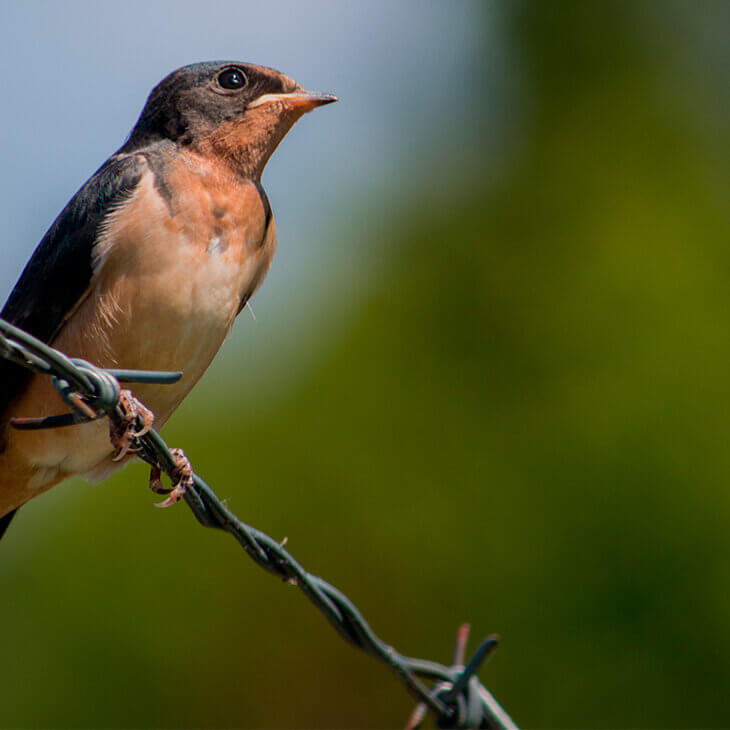 L’identification des oiseaux chanteurs forestiers aux Laboratoires de Chalk River